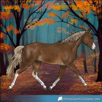 Horse Color:White Spotted Chocolate Palomino 