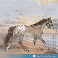 Horse Color:Liver Red Dun Tobiano Blanket