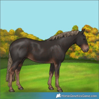 Horse Color:Liver Chestnut 