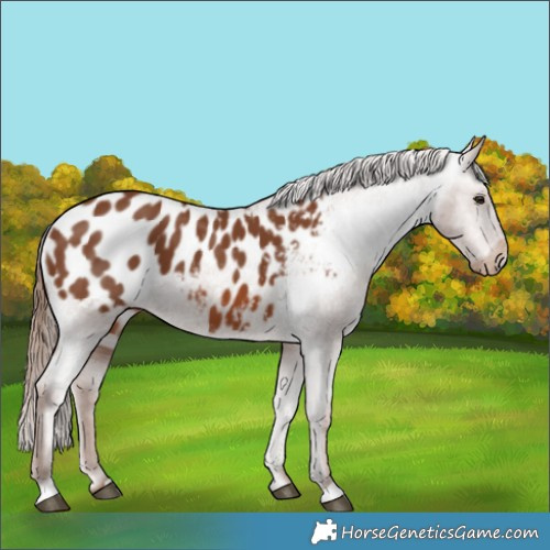 Horse Color:Chestnut Blanket 