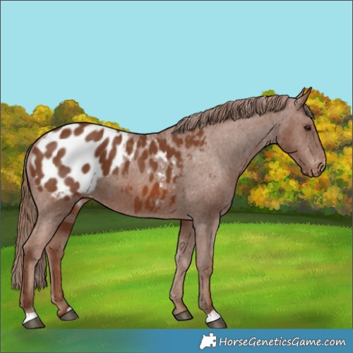 Horse Color:Chestnut Appaloosa