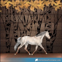 Horse Color:White Spotted Silver Sable Champagne Dun Appaloosa 