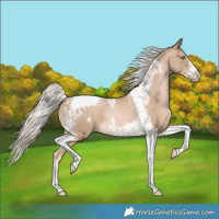 Horse Color:Chocolate Palomino Pearl Tobiano Frame  and Chocolate Palomino Pearl Tobiano Frame Rabicano 