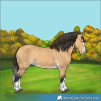 Horse Color:Buckskin Dun Splash 