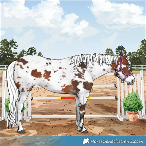 Horse Color:Bay Harlequin Merle