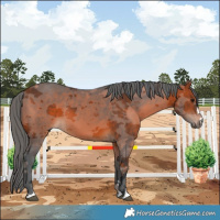 Horse Color:Bay Harlequin Merle 