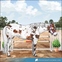 Horse Color:Bay Harlequin Merle 