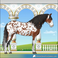 Horse Color:Bay Sabino Near Leopard