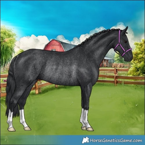 Horse Color:Black Rabicano 