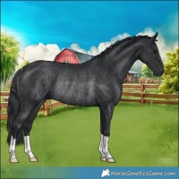 Horse Color:Black Rabicano 