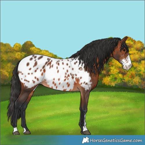 Horse Color:Brown Sabino Appaloosa 