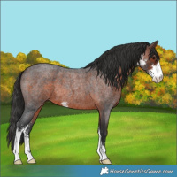 Horse Color:Brown Roan Sabino