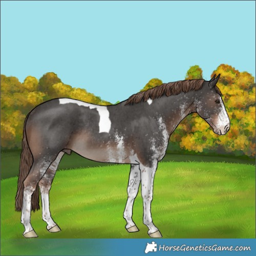 Horse Color:White Spotted Liver Chestnut Tobiano Rabicano 