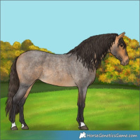 Horse Color:Buckskin Roan