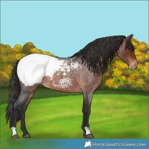 Horse Color:Brown Roan Appaloosa 