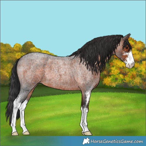 Horse Color:Brown Roan Sabino