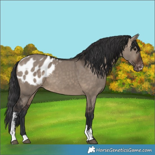 Horse Color:Brown Dun Sabino Appaloosa 