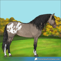 Horse Color:Brown Dun Sabino Appaloosa