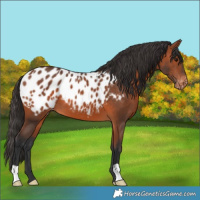 Horse Color:Bay Appaloosa 
