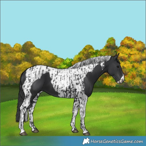 Horse Color:Black  and Black Tobiano 