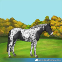 Horse Color:Black and Black Tobiano