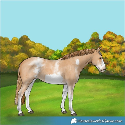 Horse Color:White Spotted Chestnut Sabino Frame 
