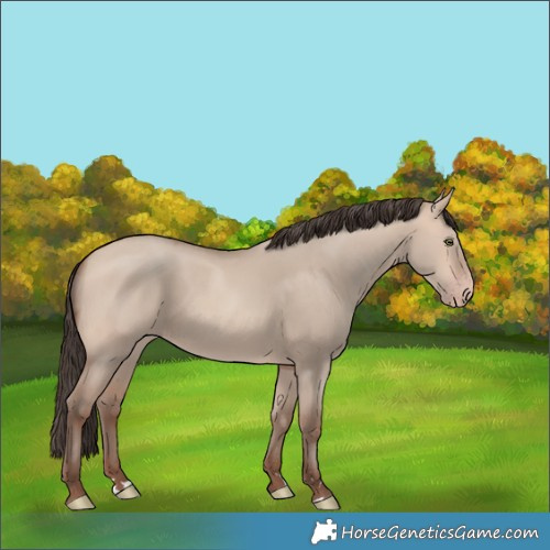 Horse Color:Amber Champagne Dun 