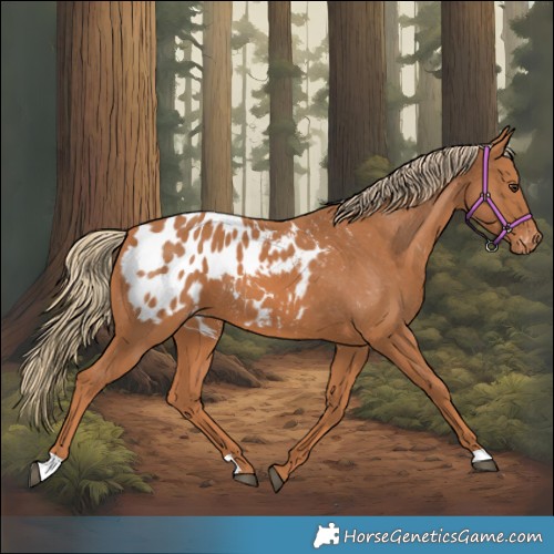 Horse Color:Chestnut Appaloosa 
