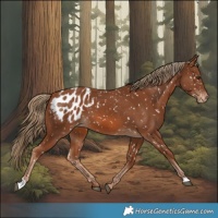 Horse Color:Chestnut Appaloosa 