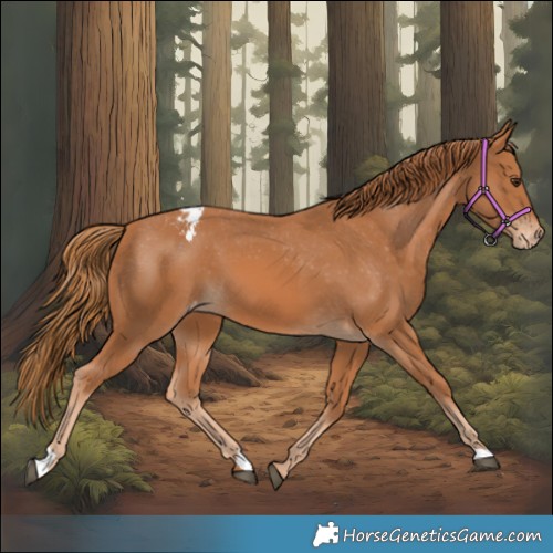 Horse Color:Chestnut Appaloosa 