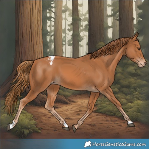 Horse Color:Chestnut Appaloosa 