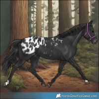 Horse Color:Black Appaloosa 