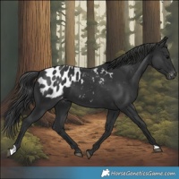Horse Color:Black Appaloosa 