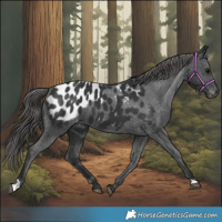 Horse Color:Black Appaloosa 