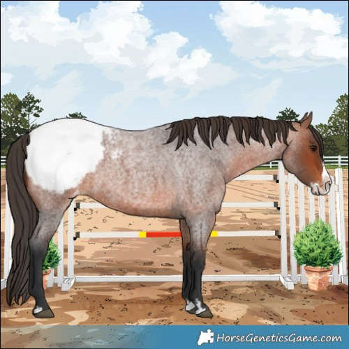 Horse Color:Bay Roan Splash Appaloosa