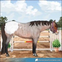 Horse Color:Bay Roan Splash Appaloosa 
