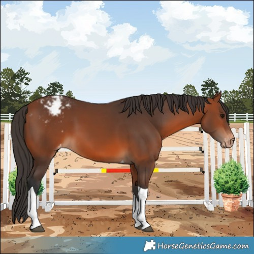 Horse Color:Bay Tobiano Appaloosa