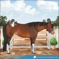 Horse Color:Bay Tobiano Appaloosa 