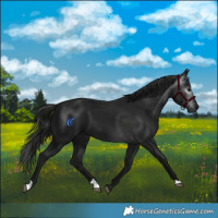 Horse Color:Gray Black 