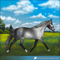 Horse Color:Gray Black 