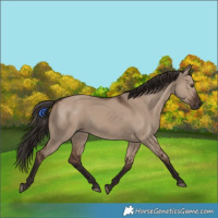 Horse Color:Liver Red Dun 