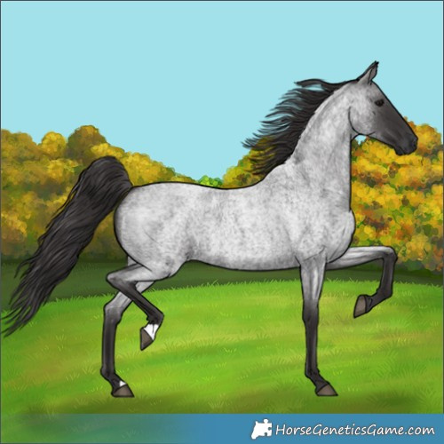 Horse Color:Smoky Blue Roan 