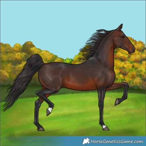 Horse Color:Brown 