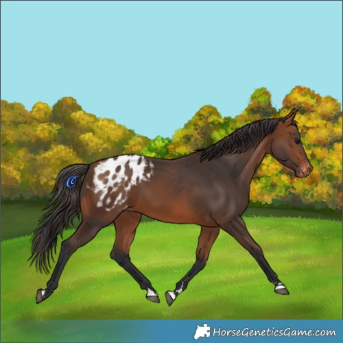 Horse Color:Bay Appaloosa 
