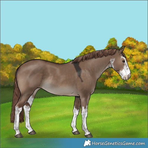 Horse Color:White Spotted Liver Red Dun Rabicano 