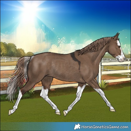 Horse Color:Liver Red Dun Splash Rabicano 