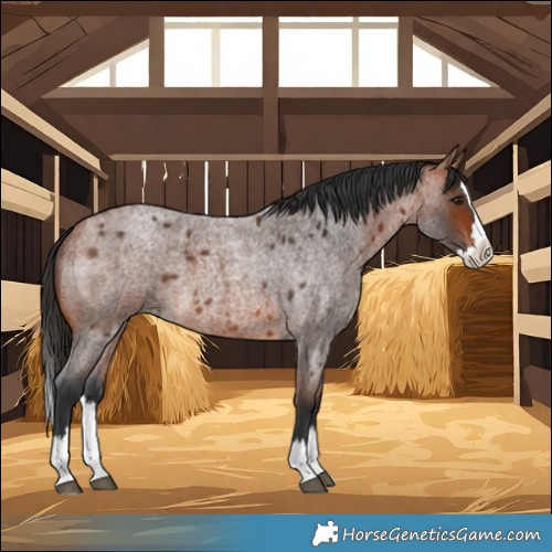 Horse Color:Bay Roan Splash 