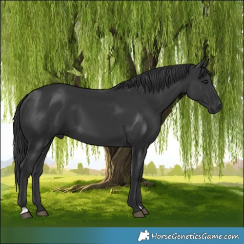 Horse Color:Black 