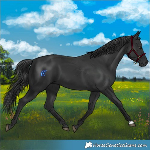Horse Color:Black 