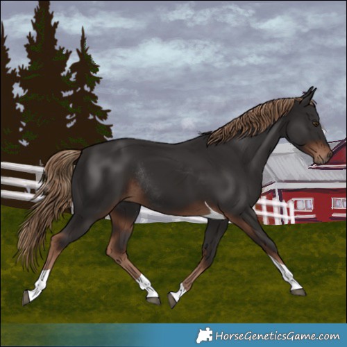 Horse Color:Liver Chestnut Tobiano Rabicano 